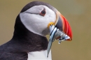 Close up of Puffin with sandeels. June '11.