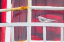 Tern on lighthouse 2. June '11.