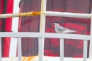 Tern on lighthouse 1. June '11.