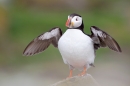 Puffin with wings out 2(and mush). June '11.