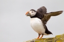 Puffin with sandeels,stood with wings out 2. June '11.