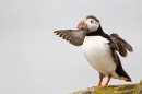 Puffin with sandeels,stood with wings out 1. June '11.