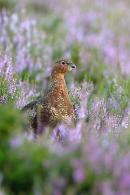 Red Grouse in flowering heather. Aug. '11.