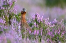 Red Grouse in flowering heather 2. Aug. '11.