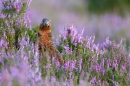 Red Grouse,ruffled,in flowering heather. Aug. '11.