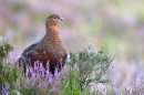 Red Grouse stood,facing on heather clump 4. Aug. '11.