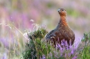 Red Grouse stood on heather clump 3. Aug. '11.