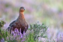 Red Grouse stood,facing on heather clump 2. Aug. '11.