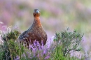 Red Grouse stood,facing on heather clump 1. Aug. '11.