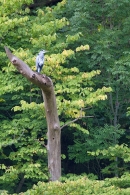 Heron in old tree. Sept. '11.
