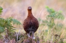 Red Grouse,head on. Sept. '11.