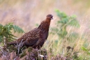 Red Grouse calling. Sept. '11.