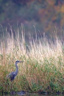 Heron in reeds. Oct '11.