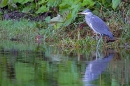 Heron at river's edge. Oct '11.