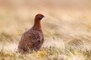 Windswept Red Grouse,m. Apr '12.