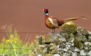 Cock Pheasant on wall. Apr '12.