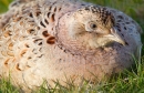 Fem.Pheasant,close up. May '12.