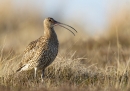 Curlew,calling. May '12.