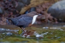 Dipper on rock,in river. Oct. '12.