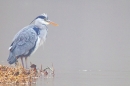 Grey Heron in the mist. Dec. '12.
