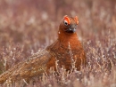 Red Grouse 9. Apr.'13.