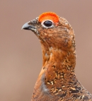 Red Grouse 6. Apr.'13.
