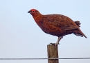 Red Grouse 5. Apr.'13.