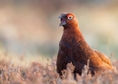 Red Grouse 1. Apr.'13.