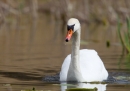 Mute Swan on Duns lake. Apr.'13.
