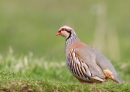 French Partridge. May.'13.