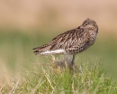 Relaxed Curlew. May.'13.