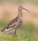 Curlew on tussock. May.'13.