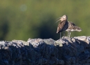 2 Curlew on wall. Jun.'13.