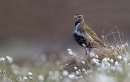 Golden Plover in cotton grass 2. Jun.'13.