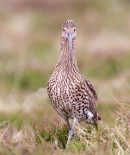 Curlew,facing. Jun.'13.