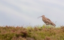 Curlew in habitat 1. Jun.'13,