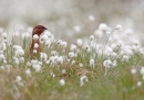 Red Grouse in cotton grass. Jun.'13.