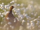 Red Grouse in windy cotton grass. June '13.