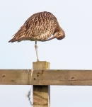 Curlew on fence,preening. June '13.