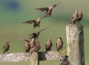 Young Starlings. June '13.