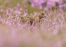 Red Grouse feeding in flowering heather. Aug '13.