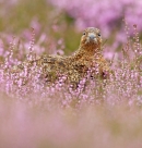 Red Grouse in flowering heather. Aug '13.