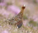 Red Grouse in flowering heather 2. Aug '13.