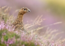 Red Grouse in flowering heather and grasses. Aug '13.