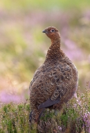 Red Grouse on flowering heather. Aug '13.
