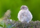 Young House Sparrow. Sept.'13.