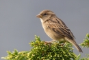 House Sparrow,f. Sept. '13.