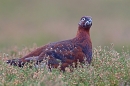 Red Grouse with white markings 2. Dec.'14.