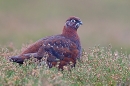 Red Grouse with white markings 1. Dec.'14.