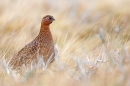 Red Grouse,painterly. Dec.'14.